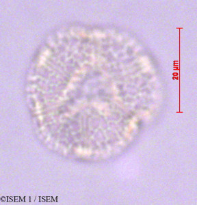 ISEM 1/Actinidia_polygama_29013/Actinidia_polygama_29013_0001(copy)_thumb.jpg
